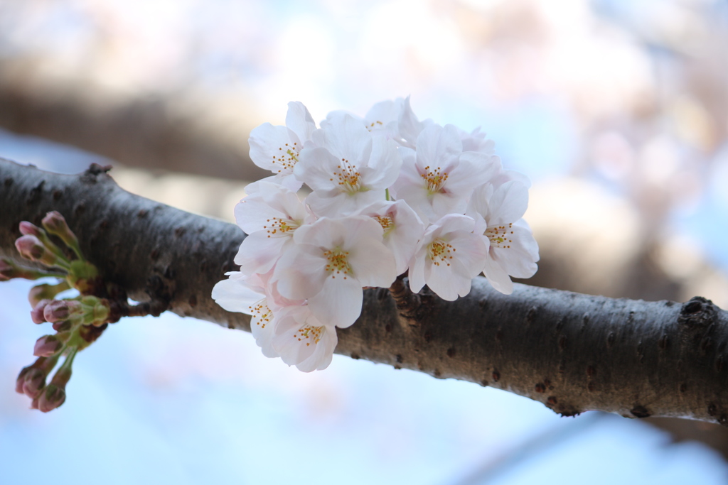 春到来