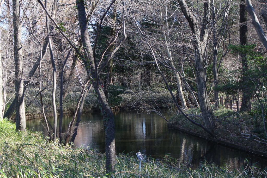 神代植物公園 (11)