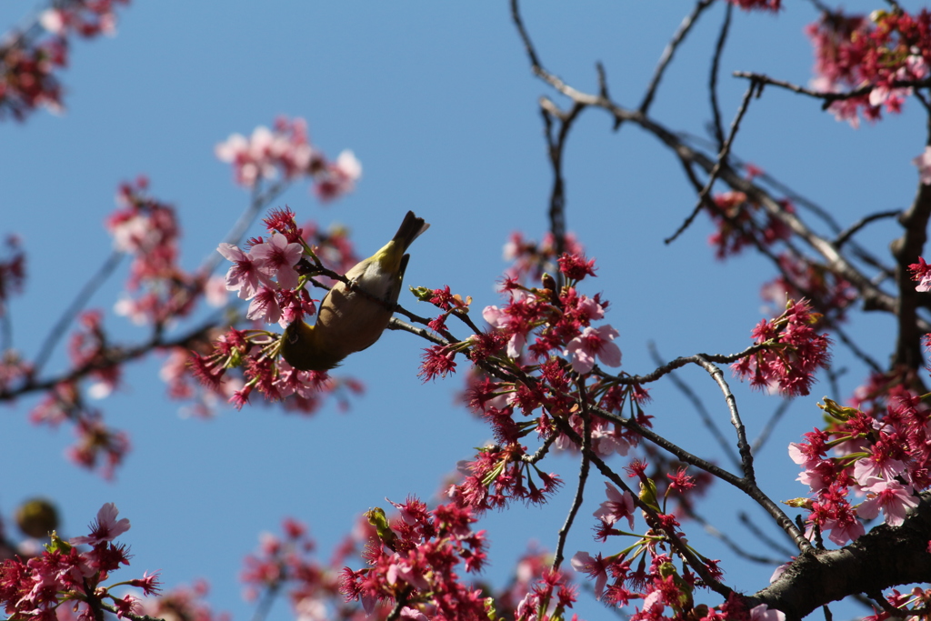 メジロと桜