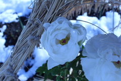 雪に咲く