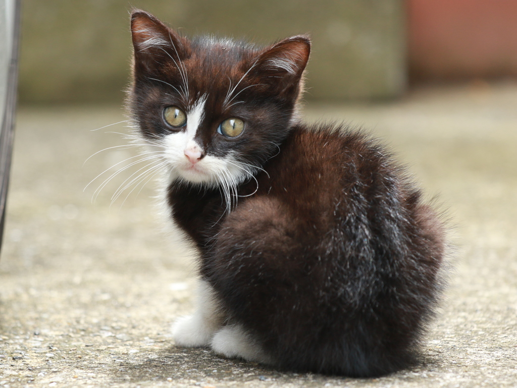 かわいい来訪猫