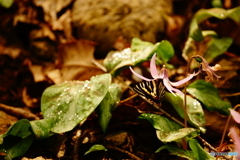 吸蜜するギフチョウDSC04315