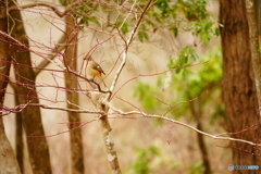 ジョウビタキ（寿長生の郷）DSC03913