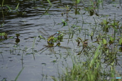 ギンヤンマの産卵（中池見）DSC07060