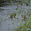 ギンヤンマの産卵（中池見）DSC07060
