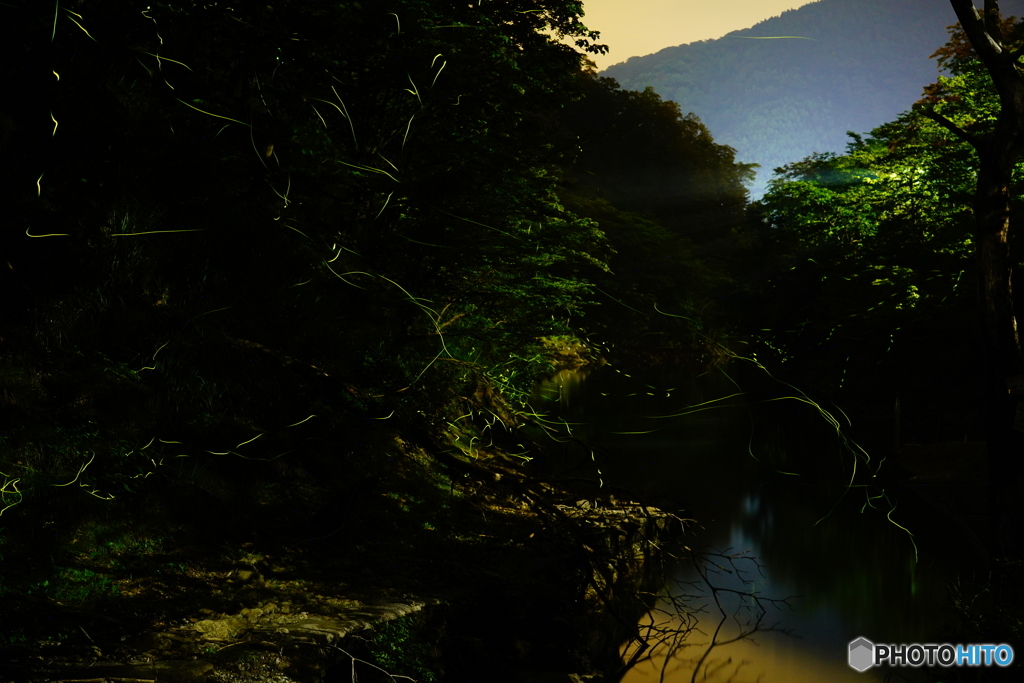 ホタル（明神湖）DSC08515