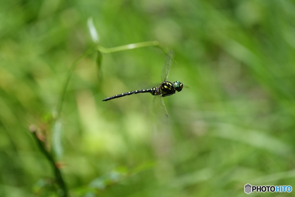 サラサヤンマ（中池見）DSC05468