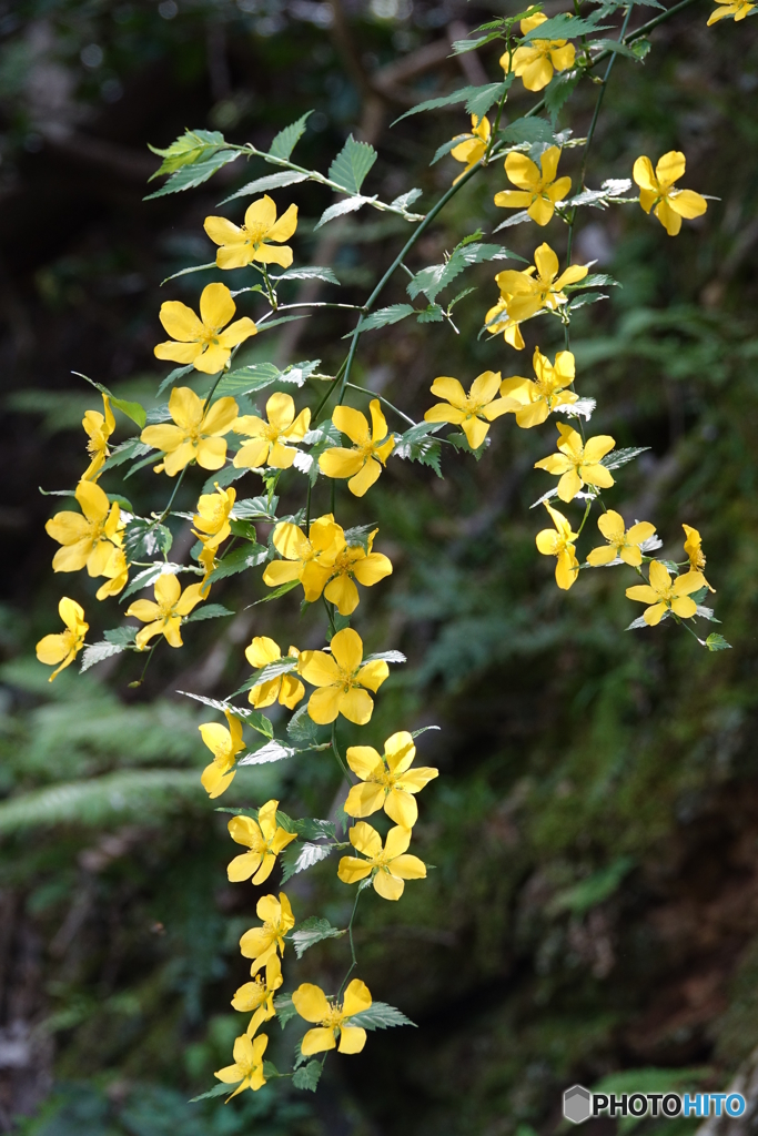 ヤマブキDSC02994