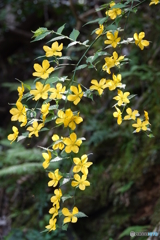 ヤマブキDSC02994