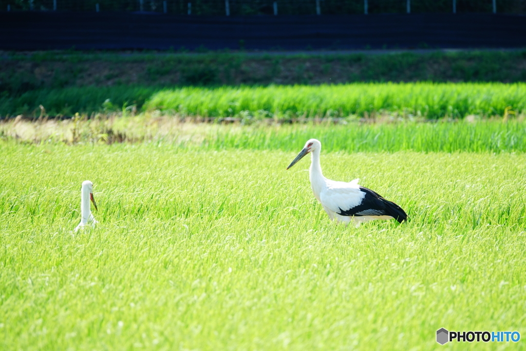コウノトリ（太良庄）DSC05011