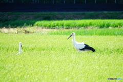 コウノトリ（太良庄）DSC05011