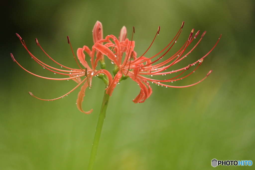 ヒガンバナ（中池見）DSC07007