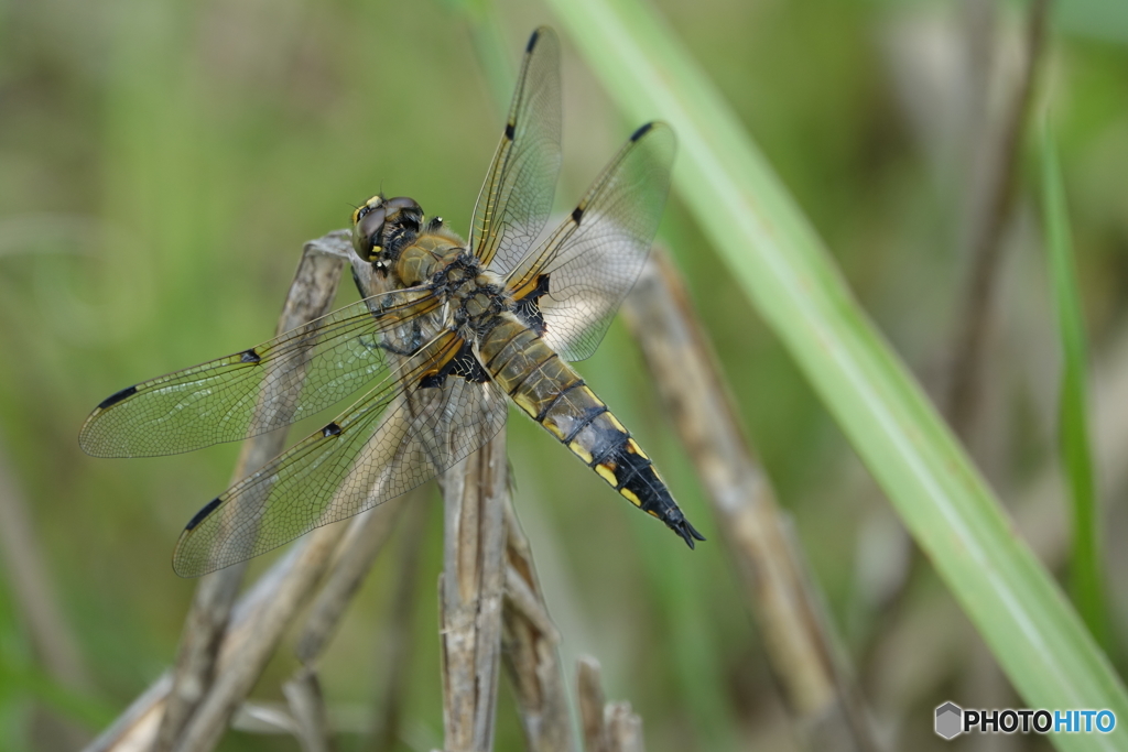 ヨツホシトンボ（中池見）DSC04637