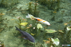 通称「モネの池」DSC04939