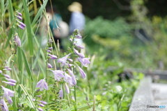 木道脇のコバキボウシ（中池見）DSC06907