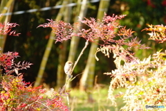 モズ（蘇原自然公園）DSC06365