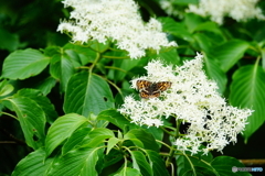 ミズキの花とサカハチチョウ１DSC01494