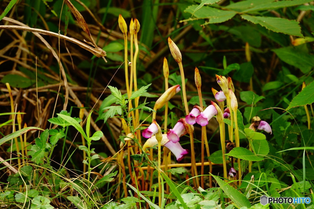 セイヨウギセル（中池見）DSC05190