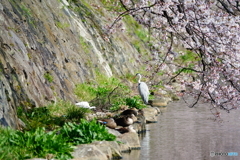 春陽城に満てり（彦根城）DSC00568