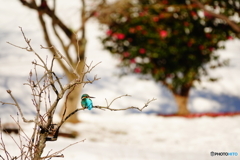 カワセミin雪景色DSC06232