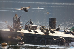 カルガモ群像（余呉湖）DSC08481