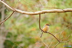 モズ（ロクハ公園）DSC06048