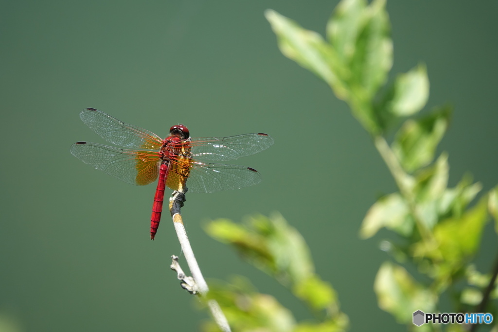 ショウジョウトンボ（中池見）DSC06525