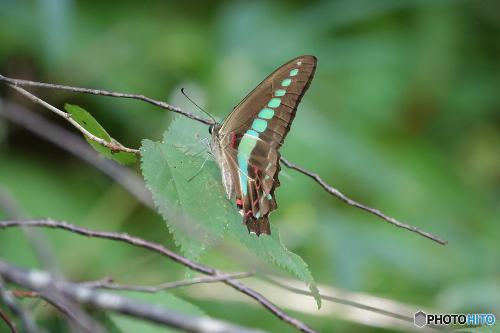 アオスジアゲハ（中池見）DSC06408