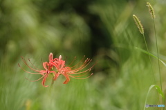 ヒガンバナとエノコログサ（中池見）DSC07021