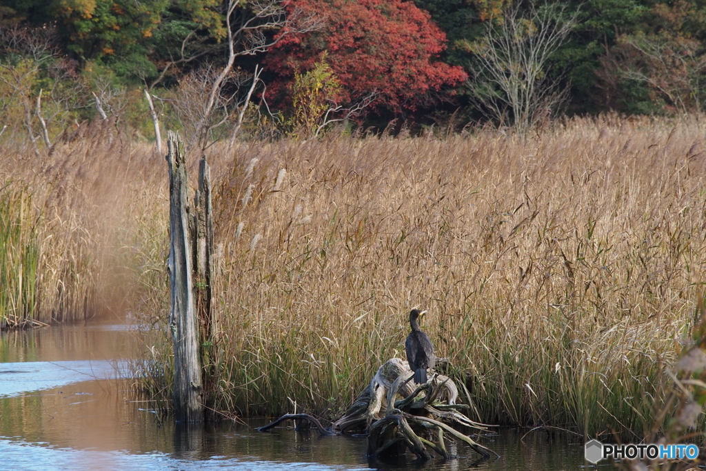 中池見湿地のカワウPB120091