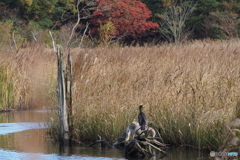 中池見湿地のカワウPB120091