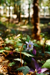 ユキワリイチゲ（瀧樹神社）DSC00696