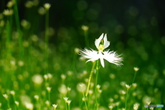 サギソウとイヌノヒゲ（山門水源の森）DSC00343