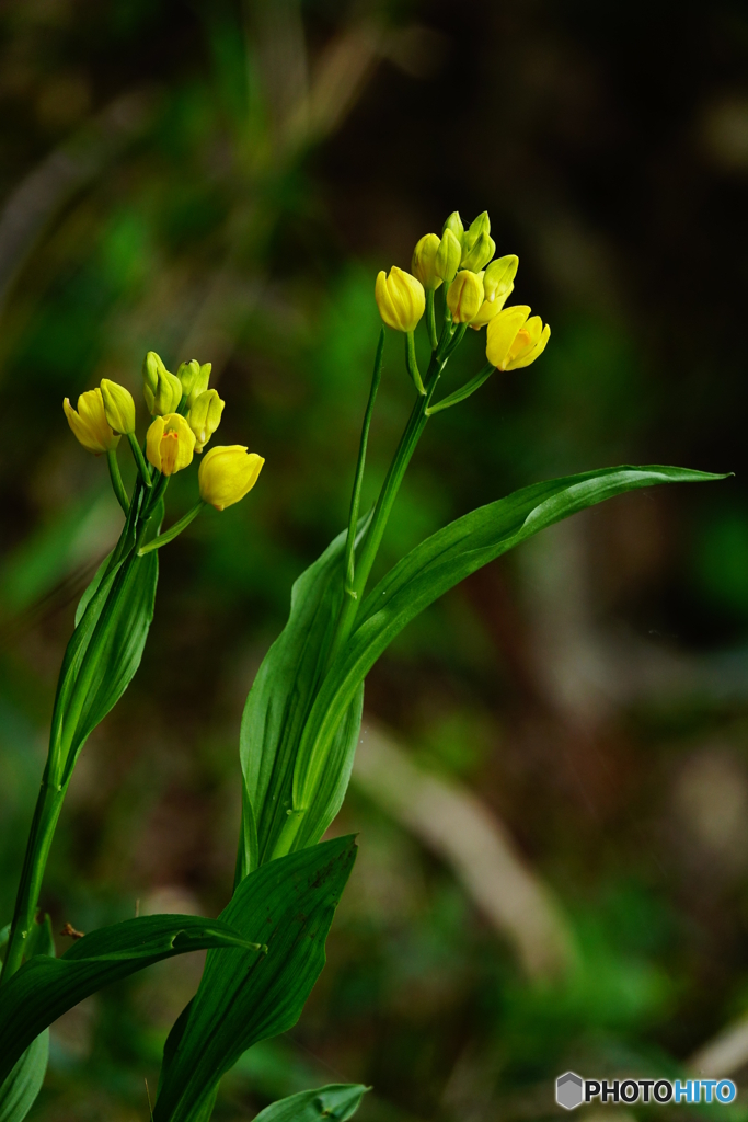キンラン（中池見）DSC01122