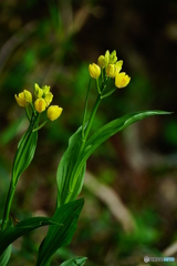 キンラン（中池見）DSC01122