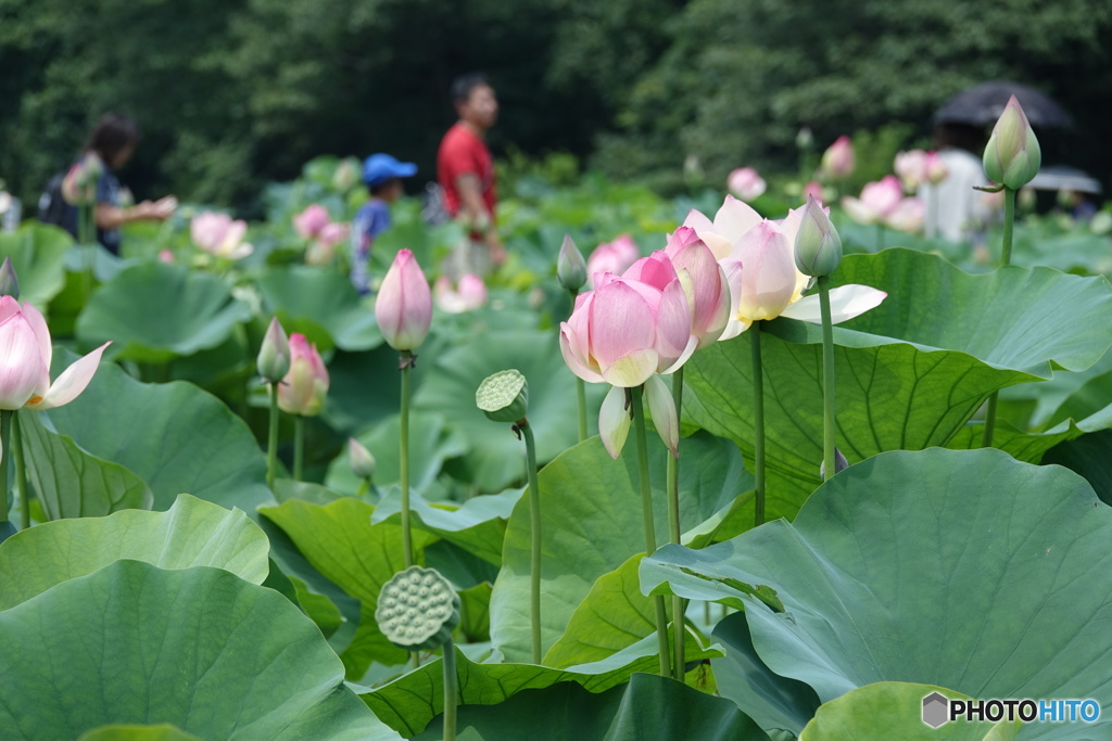 花はす見物DSC06125