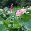花はす見物DSC06125