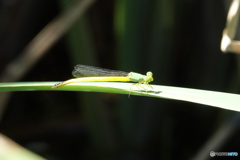 キイトトンボ（中池見）DSC06722