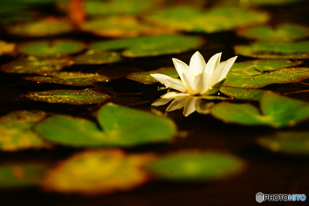 ヒツジグサ（山門水源の森）DSC00440