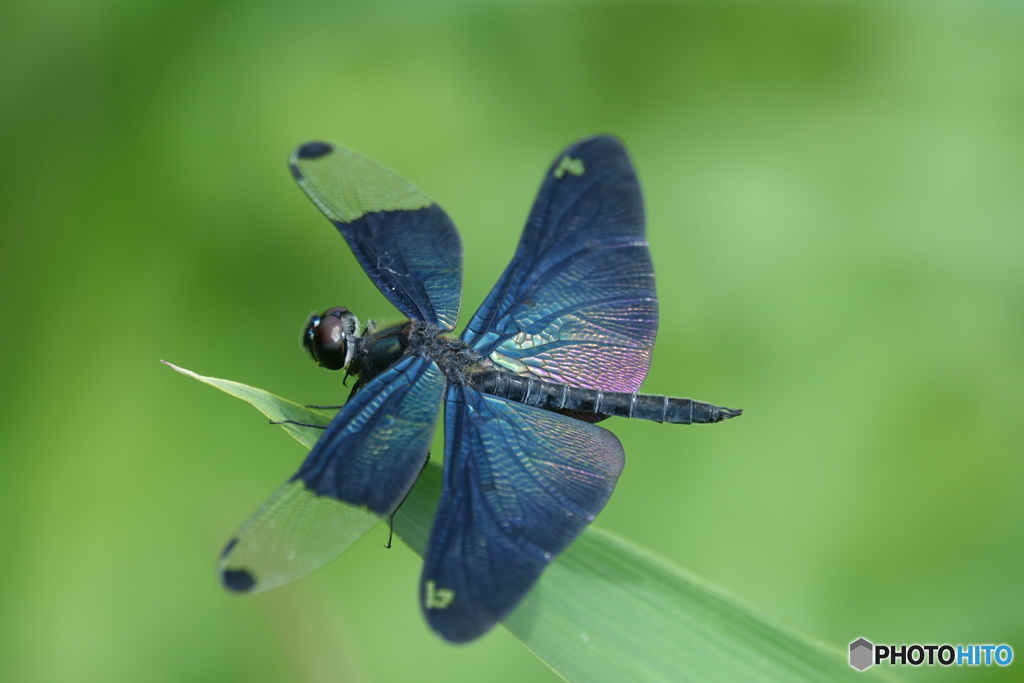チョウトンボ（多分オス）（中池見）DSC05987