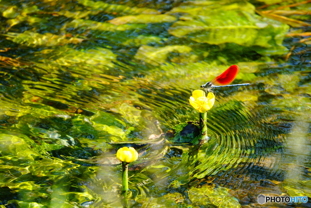 コウホネとカワトンボ（池河内）DSC01613
