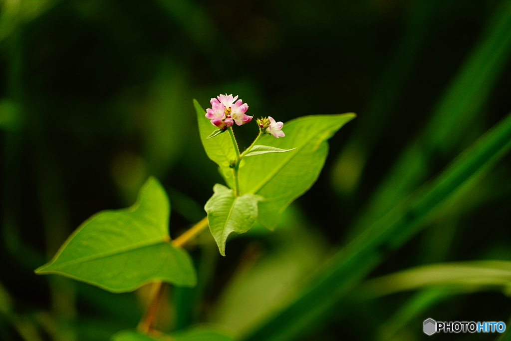 ミゾソバ（池河内）DSC00411