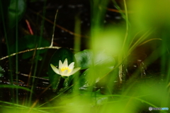 ヒツジグサ（山室湿原）DSC05696