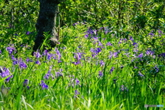 池河内のカキツバタDSC01575