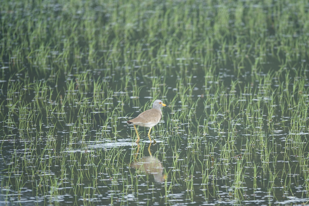 ケリ（鯖江市河和田町付近）DSC04901