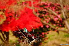 カワセミ in scarletDSC06132