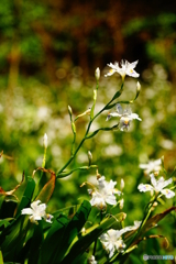 シャガ（城山（国吉城址））DSC01832