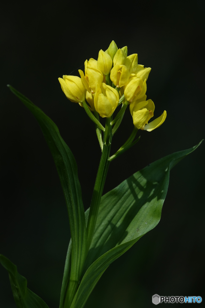 キンラン（中池見）DSC03240