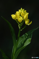 キンラン（中池見）DSC03240