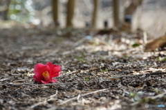 散策路にて（中池見）DSC00869